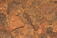 Hemidactylus angulatus