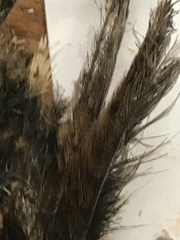 Troglodytes pacificus