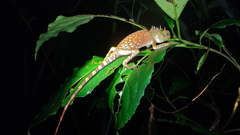Acanthosaura phuketensis