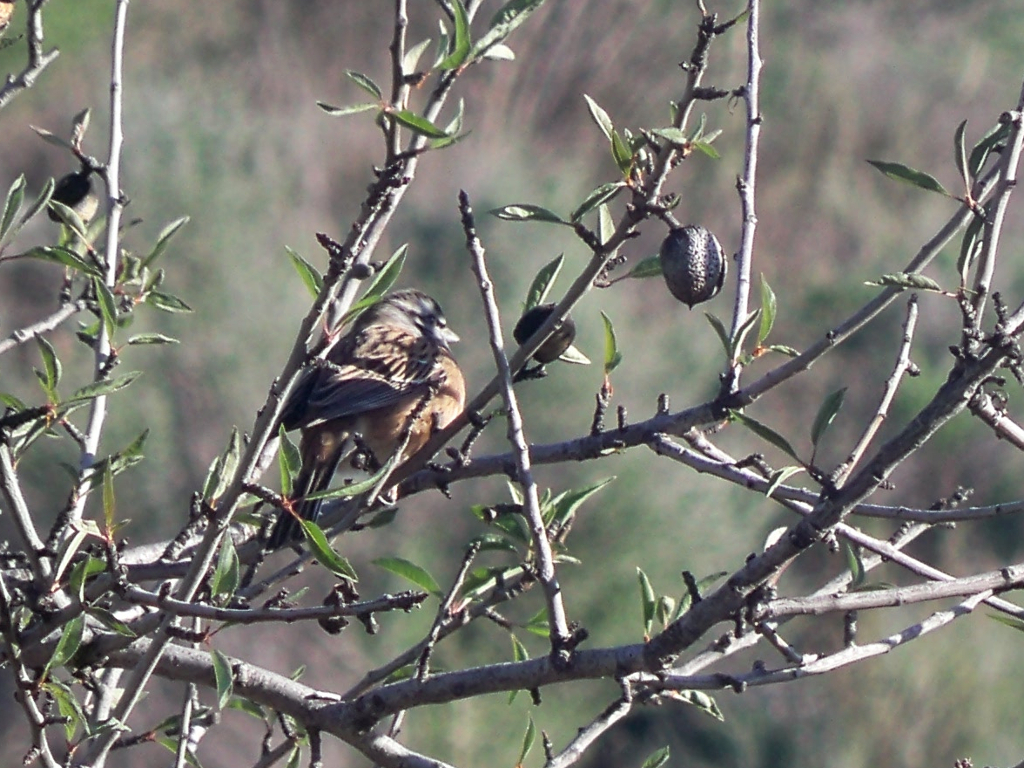 Rock Bunting