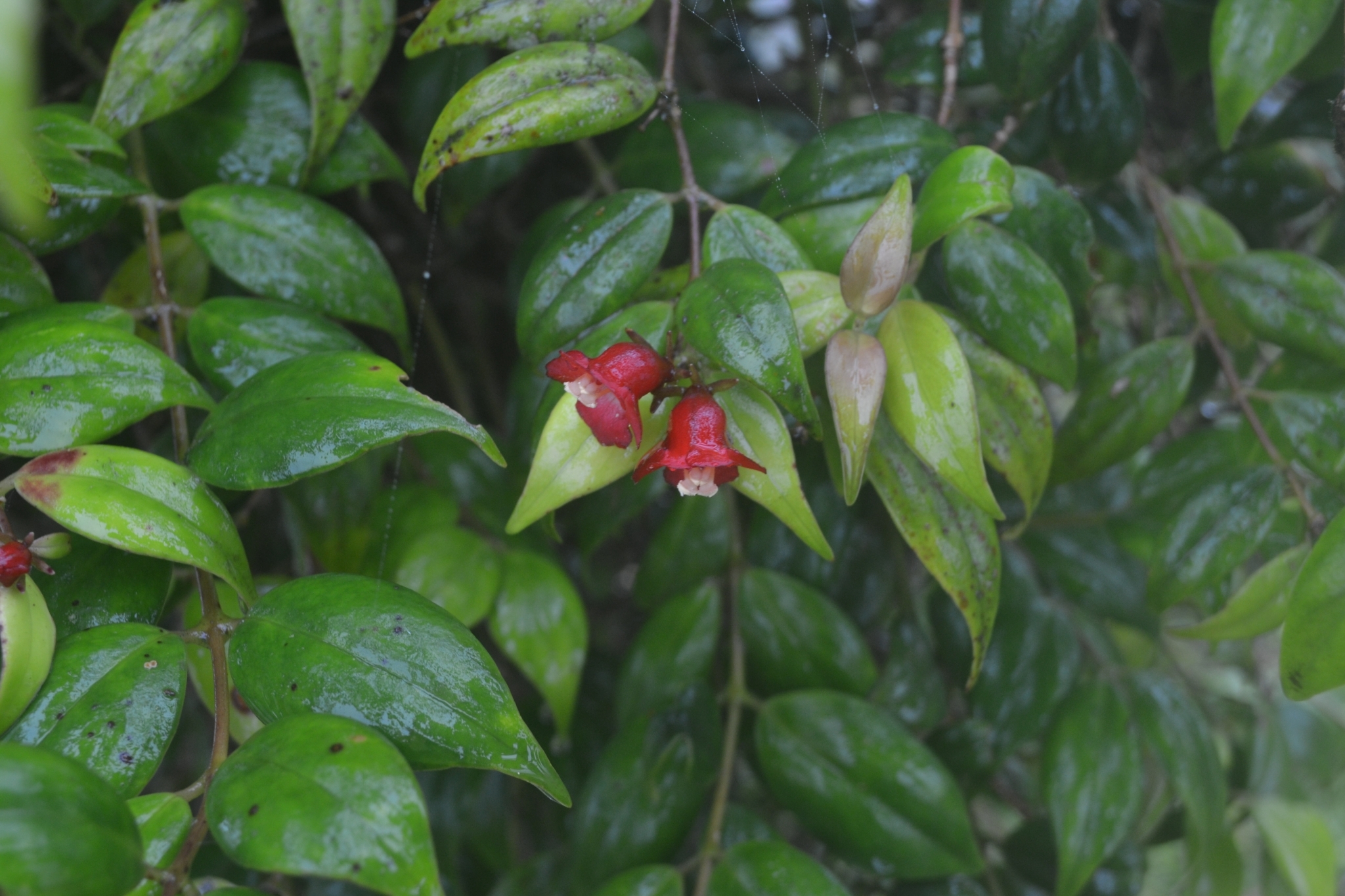 Aeschynanthus breviflorus (S.Moore) K.Schum.