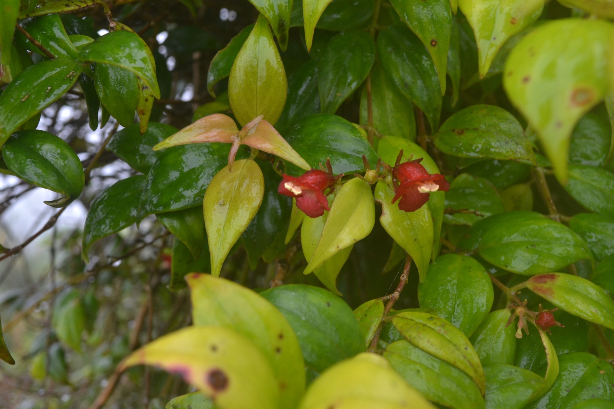 Aeschynanthus breviflorus (S.Moore) K.Schum. 2