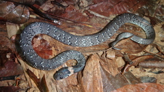 Pareas margaritophorus