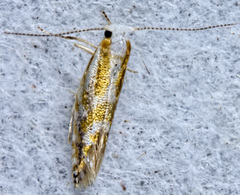 Argyresthia canadensis
