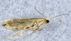 Argyresthia canadensis