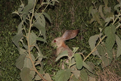 Lepus victoriae