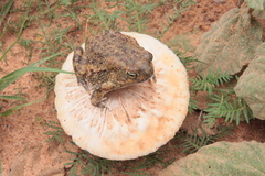 Sclerophrys pentoni