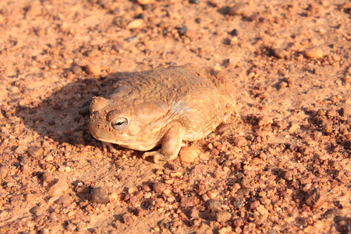 Penton's Toad, Sclerophrys pentoni