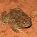 Egyptian Toad - Photo (c) B. P. White, some rights reserved (CC BY-SA), uploaded by B. P. White