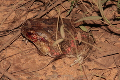 Sclerophrys xeros