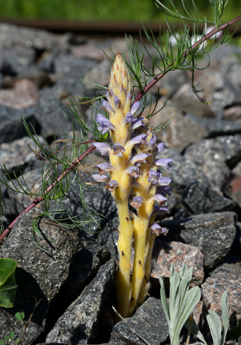 Orobanche coerulescens iNat (3)