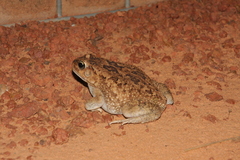 Sclerophrys xeros