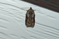 Acleris maculidorsana