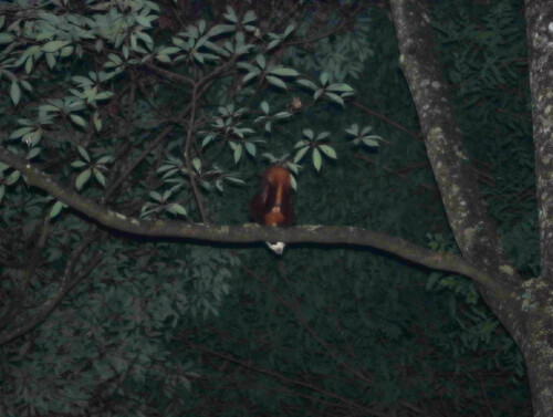 Red and White Giant Flying Squirrel