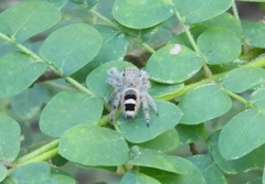 Phidippus pacosauritus