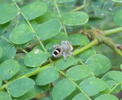 Phidippus pacosauritus