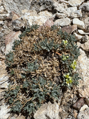 Lepidium ostleri