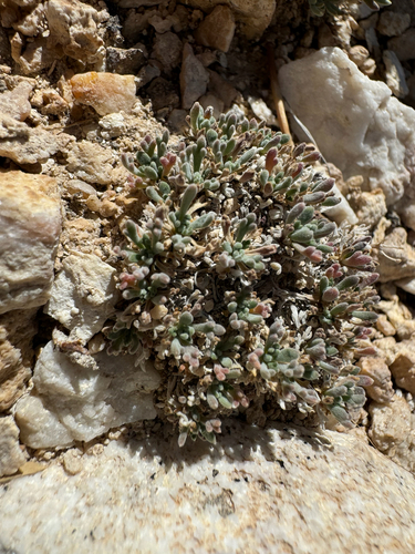 Lepidium ostleri, photograph 2