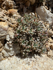 Lepidium ostleri, photograph (c) Parker James Lloyd, some rights reserved (CC BY)