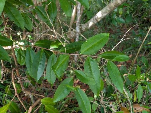 Guatteria schomburgkiana, 2025-09-15