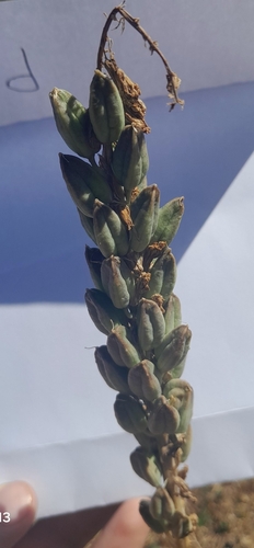 Drimia anthericoides