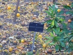 Geranium psilostemon