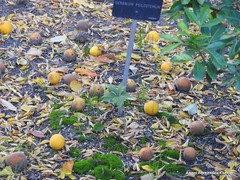 Geranium psilostemon