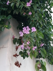 Bignonia corymbosa