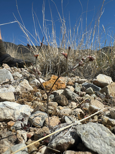 Palmer's Wild Buckwheat (Eriogonum palmerianum)