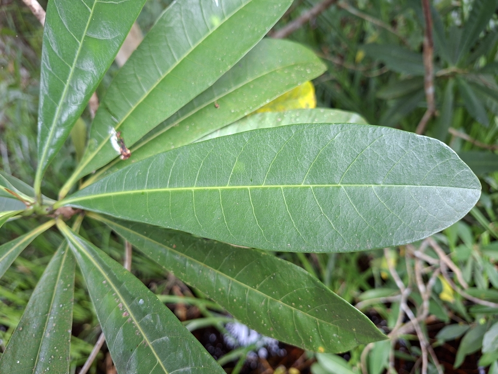 rengas (Gluta renghas)