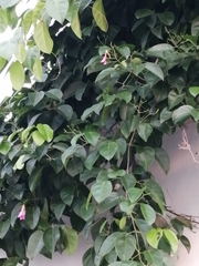 Bignonia corymbosa
