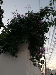 Bignonia corymbosa
