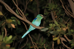 Coracias abyssinicus