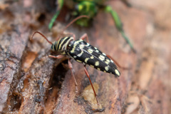 Placosternus difficilis