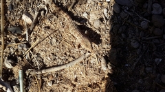 Tarentola fascicularis