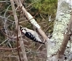 Dryobates villosus villosus