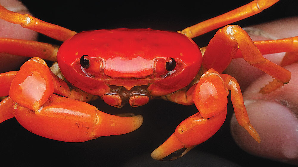 Gubernatoriana wallacei
