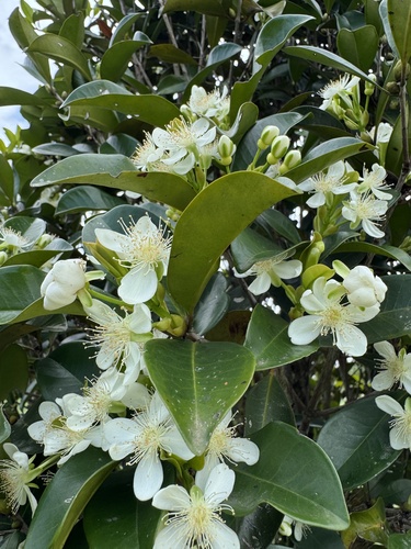 Eugenia brasiliensis