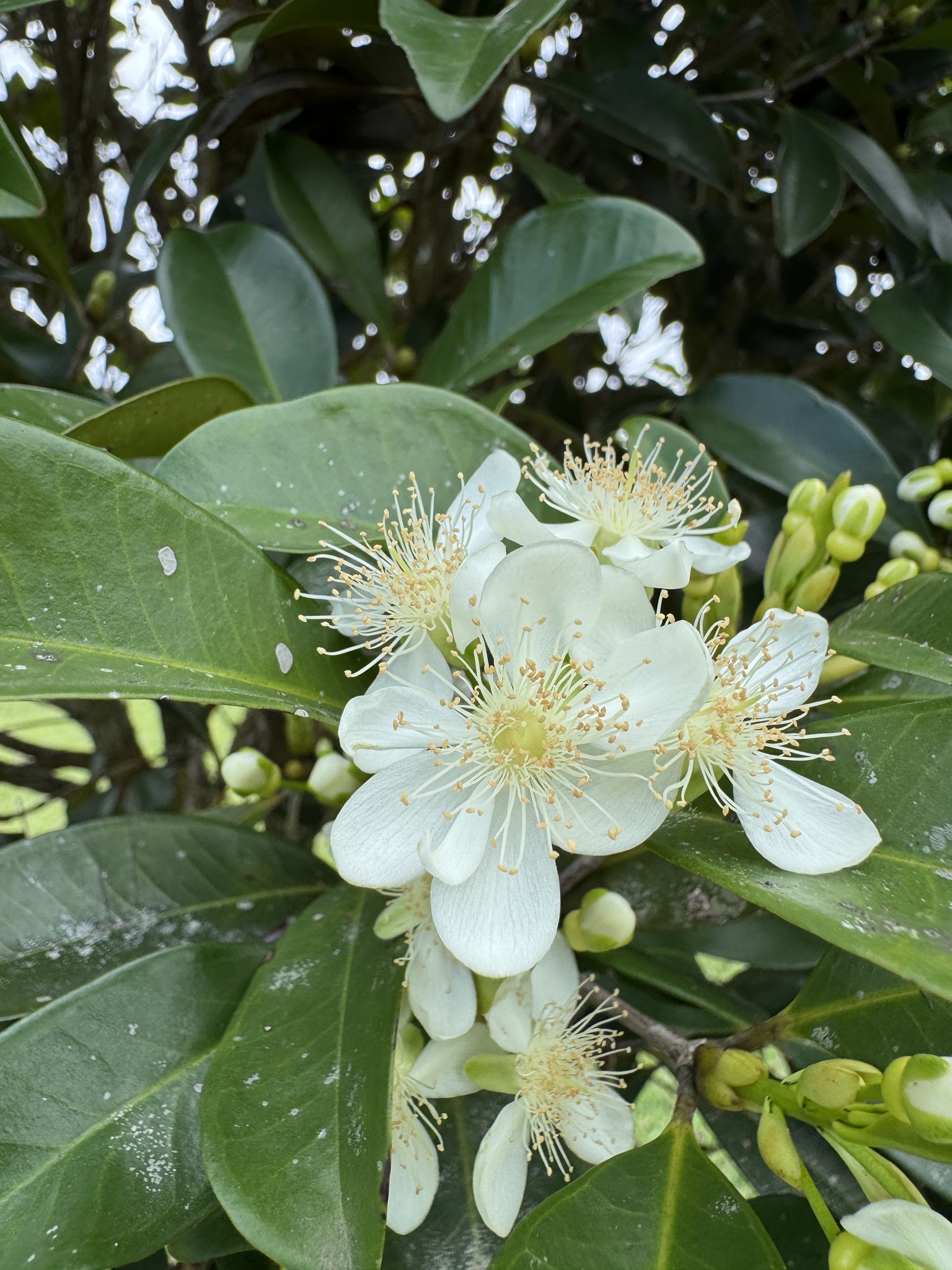 Eugenia brasiliensis