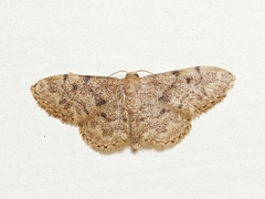 Idaea inquinata
