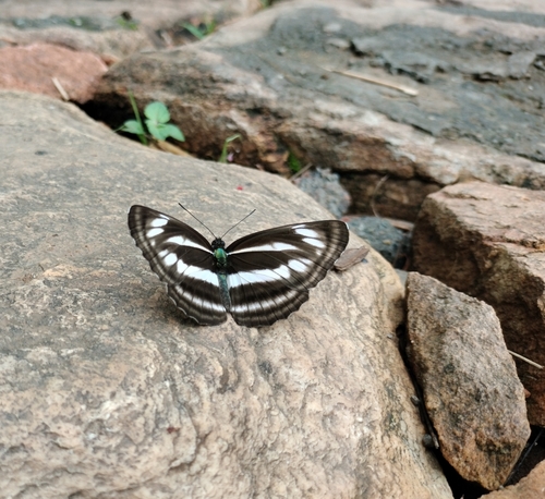 Broad-banded Sailer