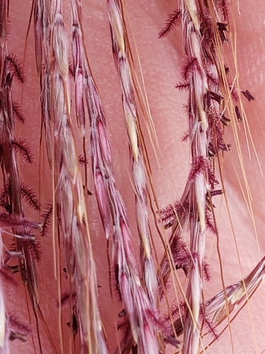 Bothriochloa ischaemum