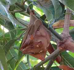 Epomophorus gambianus