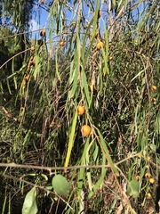 Pittosporum phillyreoides