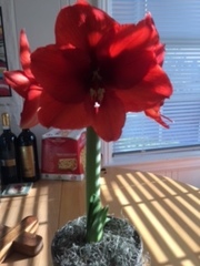 Hippeastrum hybridum