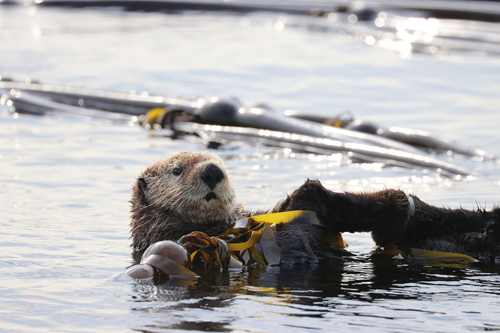 Northern Sea Otter photographed in Washington