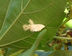 Dalceridae