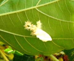 Dalceridae