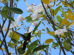 Eulampis holosericeus