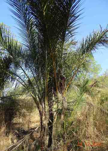 Ivory Coast wine palm (Raphia sudanica)